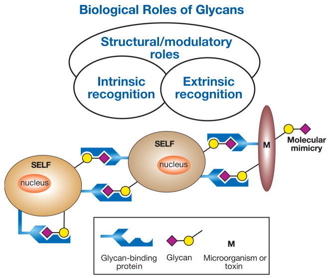 Mass Spectrometric and Glycan Microarray–Based Characterization of