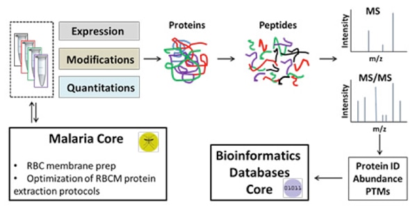 Bioinformatics Service for Proteomics