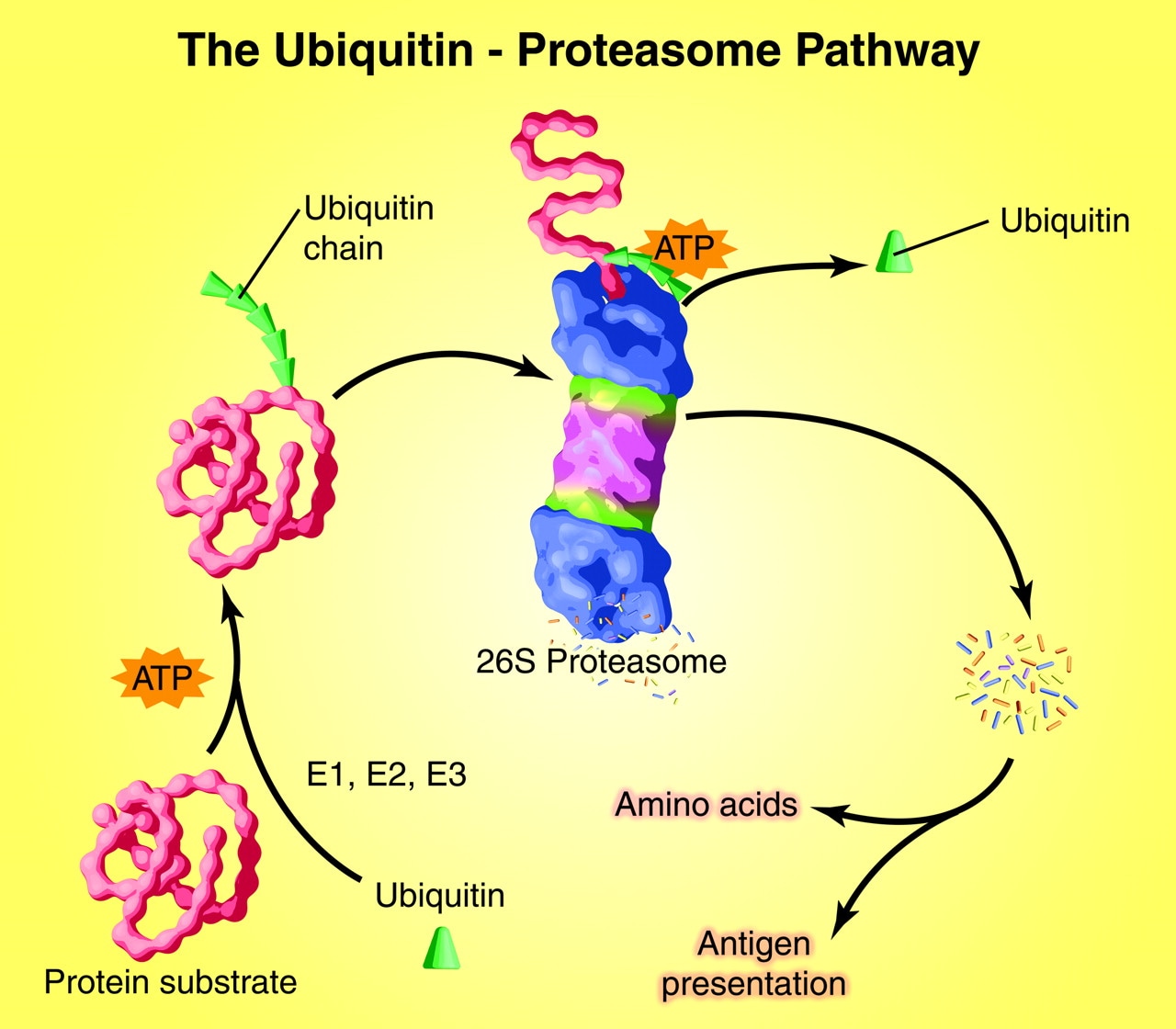 Protein Ubiquitination - Creative Proteomics