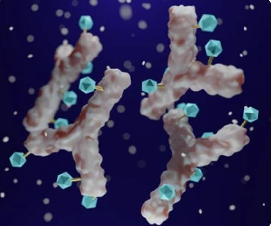 Antibody Drug Conjugates (ADCs) Characterization Services