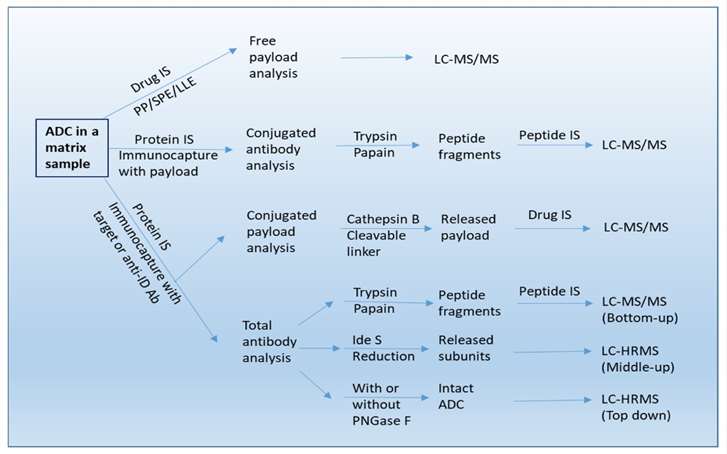 Fig. 2 A workflow of bioanalysis for ADCs in biological sample using LC-MS/MS, LBA-LC/MS/MS, and LBA-LC/HRMS methods.