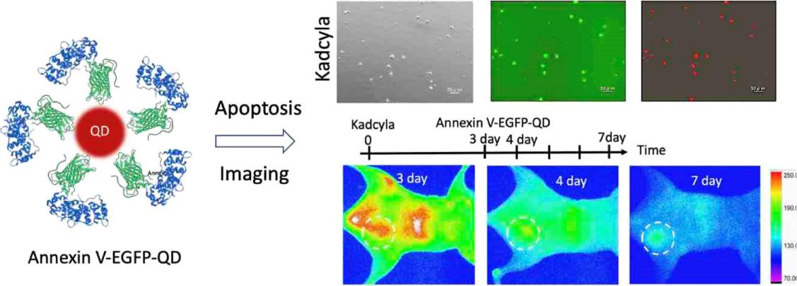 Fig. 1 The evaluation of ADC-induced tumor apoptosis.