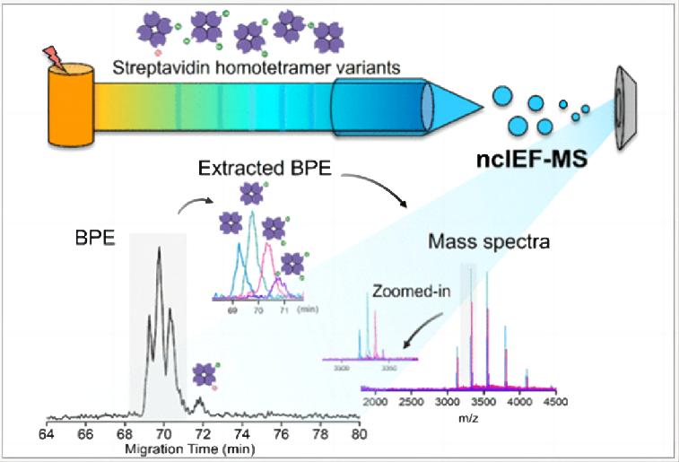 Fig. 1 Isoelectric focusing-mass spectrometry with ultrahigh resolution for characterizing microheterogeneity and isoelectric points of intact protein complexes.