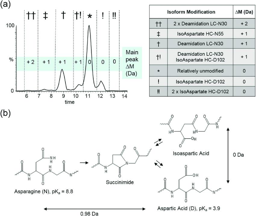 Trastuzumab charge heterogeneity is highly influenced by asparagine deamidation and aspartic acid isomerization. (Bailey, et al., 2018)
