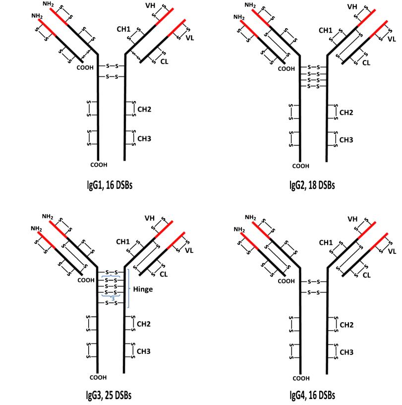 Fig 1. Structures showing the typical disulfide bond (DSB) patterns of the four classes of IgG antibodies.