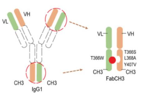 Fig. 1 Fab-Like Antibody Fragment, FabCH3.
