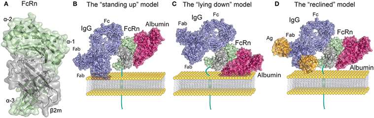Fig. 1 FcRn structure and ligand binding.