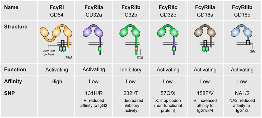Fig. 1 The family of human FCrRS.