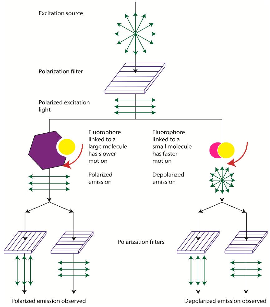 Fig. 1 Principle of fluorescence measurement under irradiation with plane-polarized light.