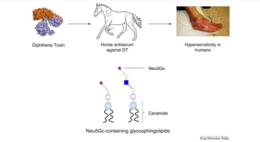 Fig. 1 The role of non-human sialic acid, Neu5Gc, in serum sickness.