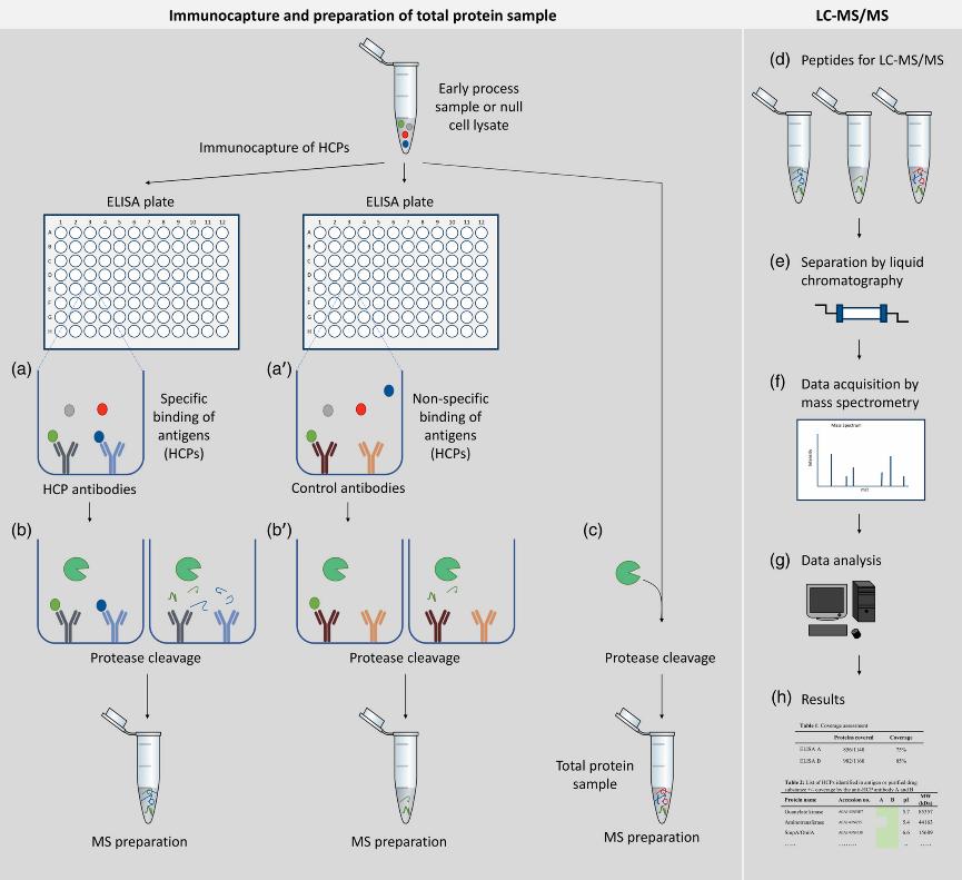 Fig. 1 A novel approach to evaluate ELISA antibody coverage of host cell proteins.