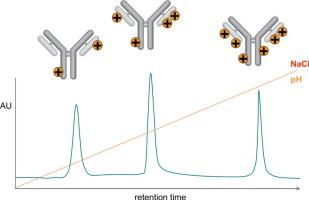 Ion Exchange Chromatography (IEX)