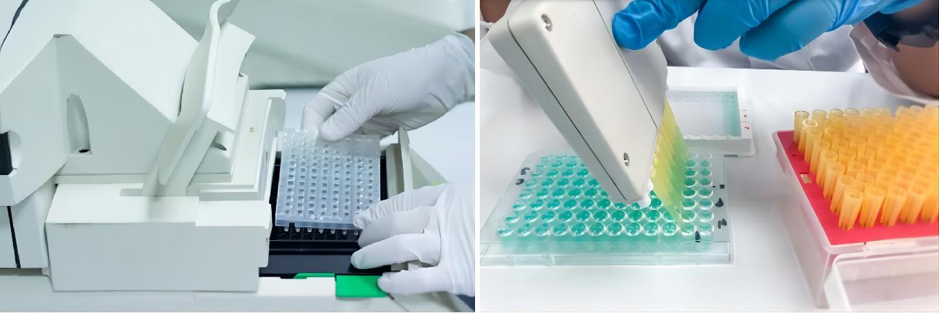 Mycoplasma Detection