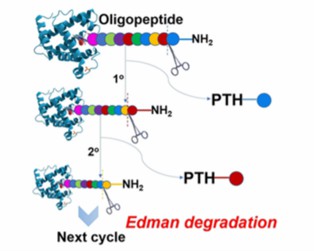 Fig. 1 N-terminal Edman sequencing.