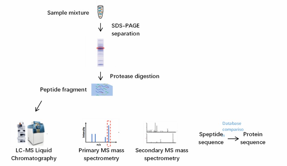 Fig. 2 Mass spectrometry sequencing flow chart.