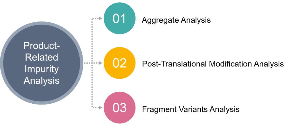 Product-related impurity analysis of antibody drugs.