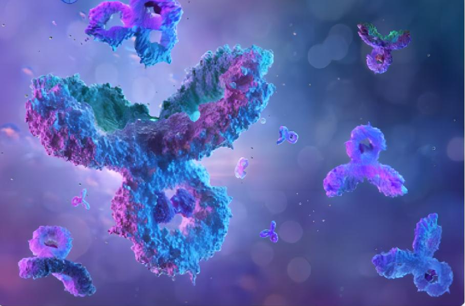 Size Variant Analysis of Antibody Drug Conjugates
