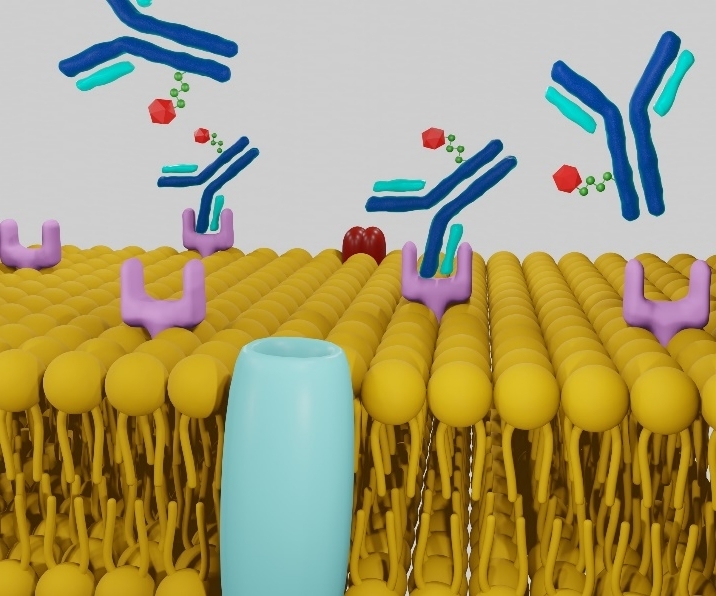 ADC Characterisation and Bioanalysis
