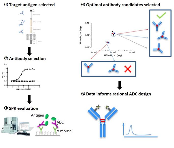 Fig. 1 Surface plasmon resonance as a platform for accelerating effective ADC design and development.