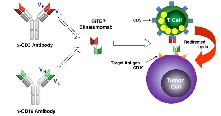Fig. 1 Blinatumomab, a bispecific single-chain antibody construct with dual specificity for CD19 and CD3, is the front runner of the Bispecific T-cell engaging antibody class.