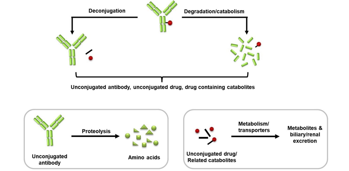 Fig. 1 Conceptualized disposition of an ADC.