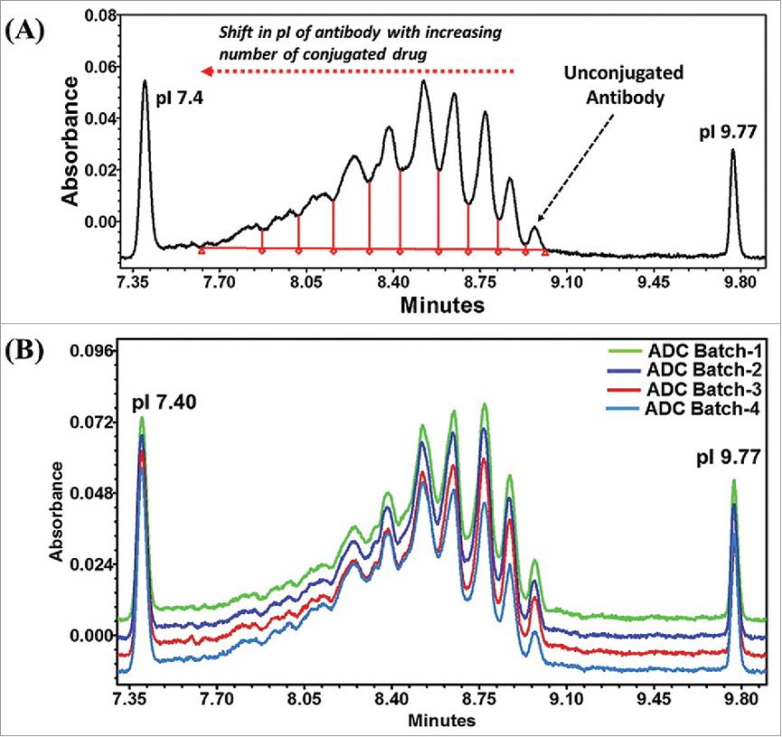 Fig. 1 (A) Electropherogram of a model Lysine based ADC. The amount of unconjugated antibody was determined by using calibration curve. (B) ICIEF as a finger printing technique to monitor the batch-to-batch process consistency.