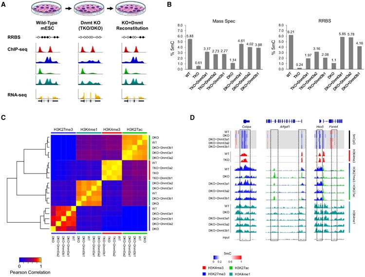 Alterations of DNA Methylation Cause Selective Genome-wide Changes in Histone Modifications.