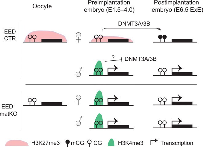 Model illustrating that maintenance of maternal H3K27me3–dependent imprinting requires somatic DMR establishment in postimplantation embryos.