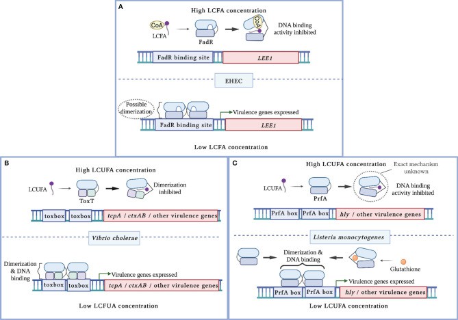 Mechanisms of virulence regulation by LCFA cytoplasmic sensors.