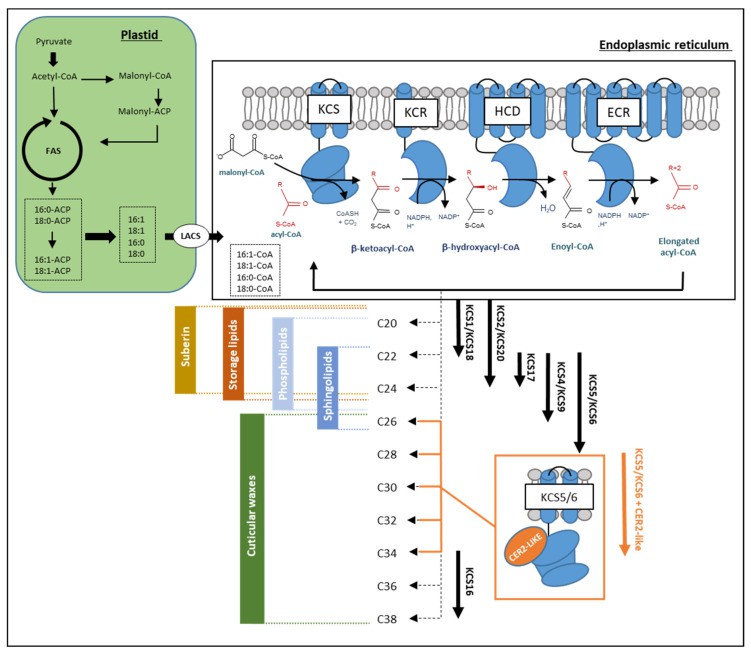 Biosynthesis and selective involvement of VLC acyl-CoAs in the different lipid biosynthesis pathways in Arabidopsis.