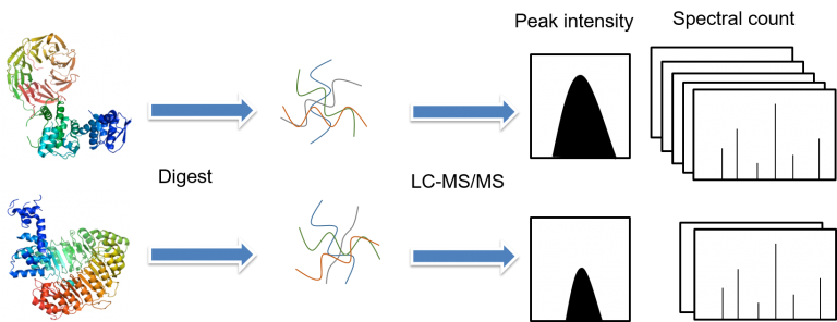 Label-Free Quantitative Proteomics - Creative Proteomics Blog