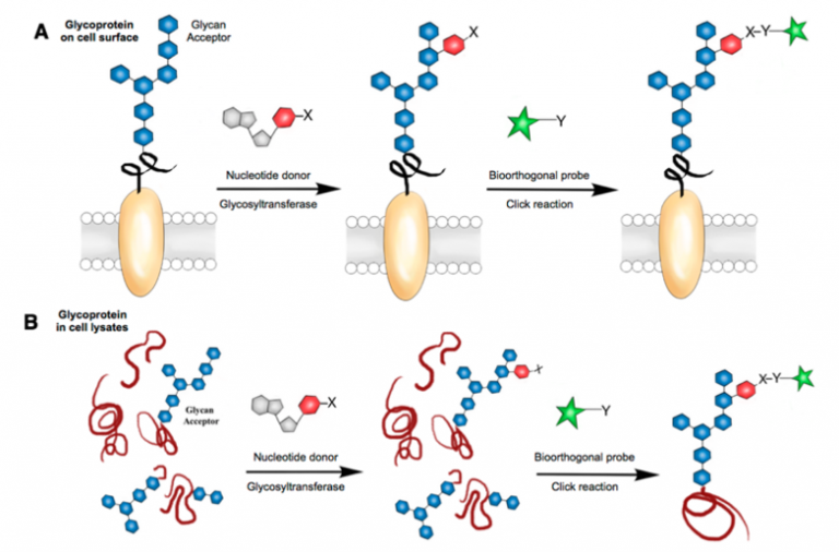 Techniques to Analyze Glycoprotein Sugar Chain Structure in Glycomics ...