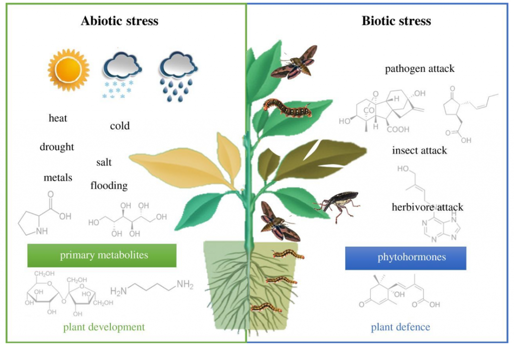 research on plant metabolomics