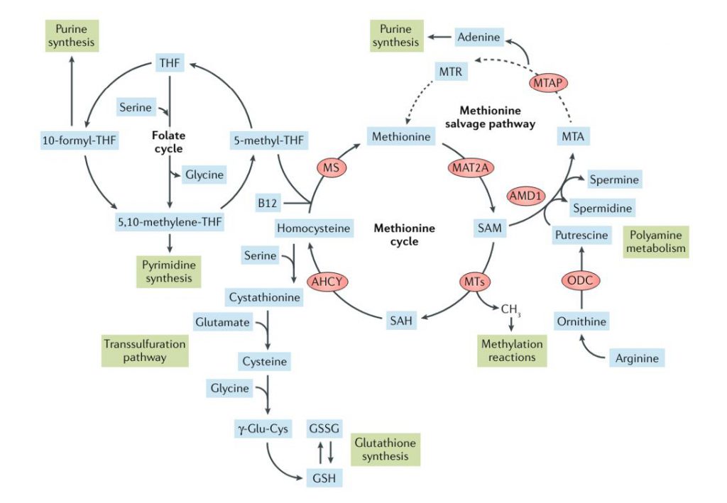 Illustration depicting the interconnected pathways of methionine metabolism and related metabolic processes