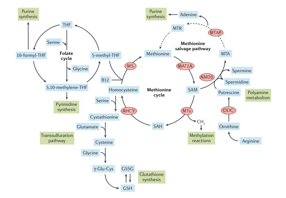 Methionine Metabolism: Key Enzymes, Reactions, and Interplay with Cellular Pathways