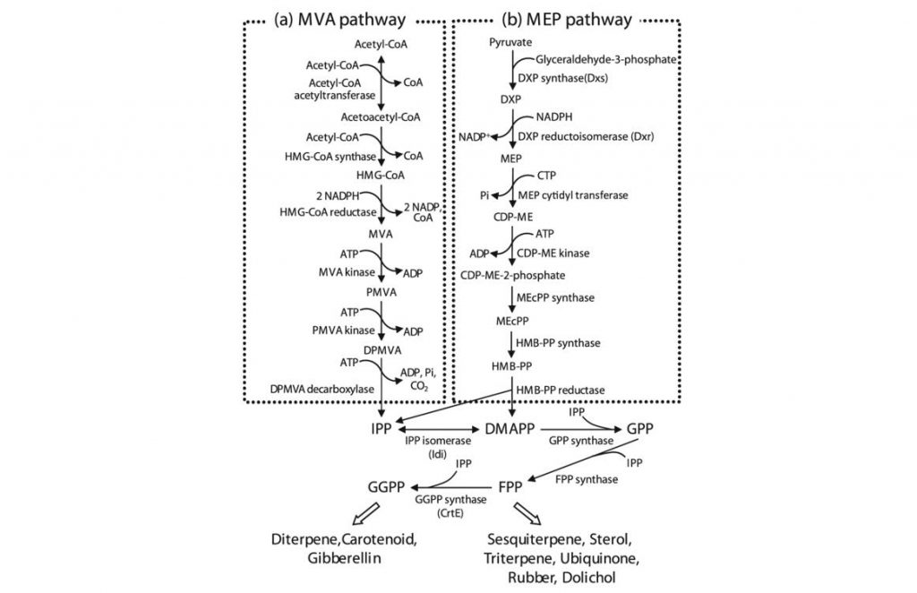 Isoprenoid biosynthetic pathway.