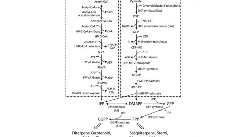 Isoprenoid biosynthetic pathway