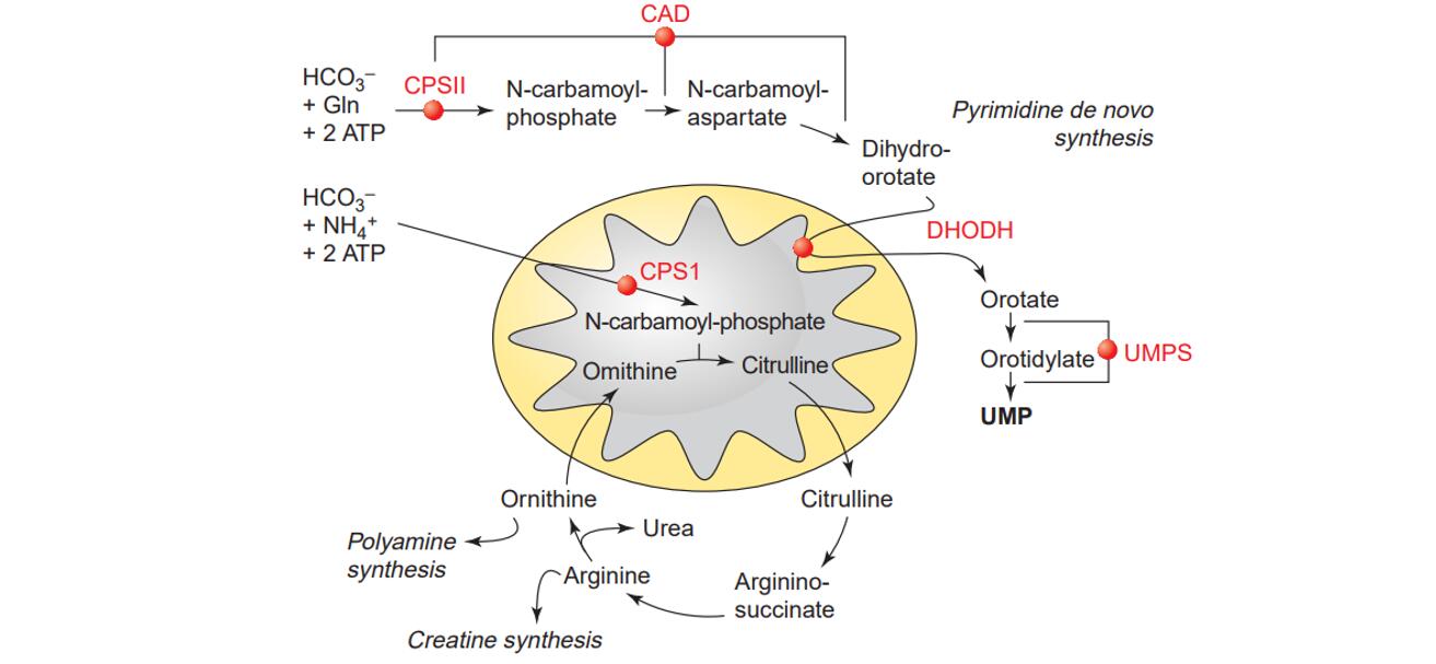 Pyrimidine Metabolism Pathways Synthesis and Degradation