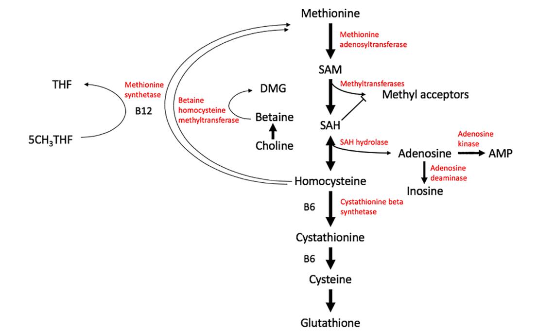 SAM and SAH: Key Differences, SAM Cycle, and Methylation Regulation