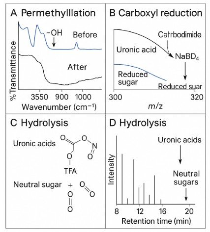 Four-panel figure showing IR, MS, hydrolysis reaction, and GC chromatogram snapshots from methylation analysis workflow.