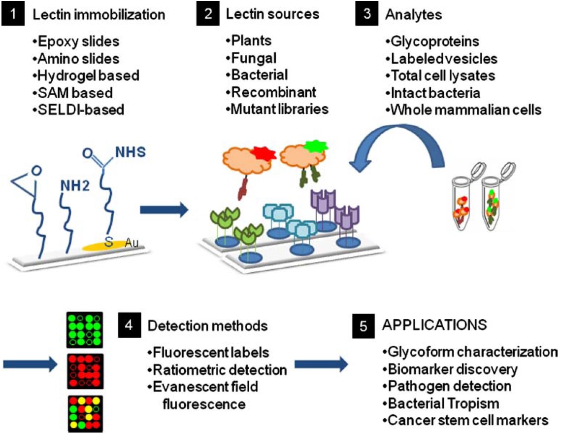 Mass Spectrometric and Glycan Microarray–Based Characterization of