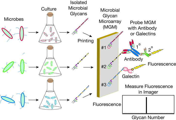 Mass Spectrometric and Glycan Microarray–Based Characterization of