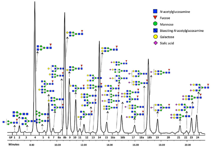 N Glycan Profiling Service Creative Proteomics