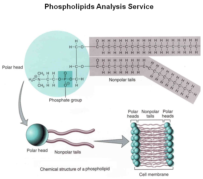Phospholipids Chemical Structure