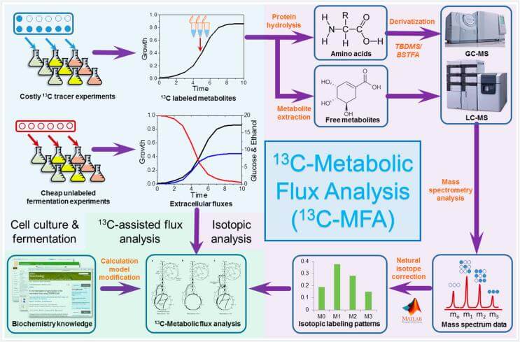 The scheme of 13C-Metabolic Flux Analysis (13C-MFA).