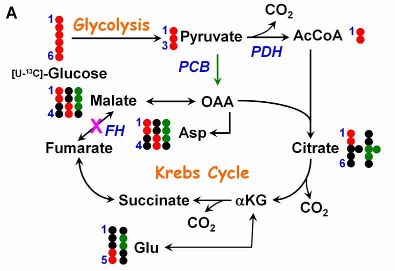 Panel A illustrates the fate of glucose 13C atoms in various glycolytic and Krebs cycle metabolites.