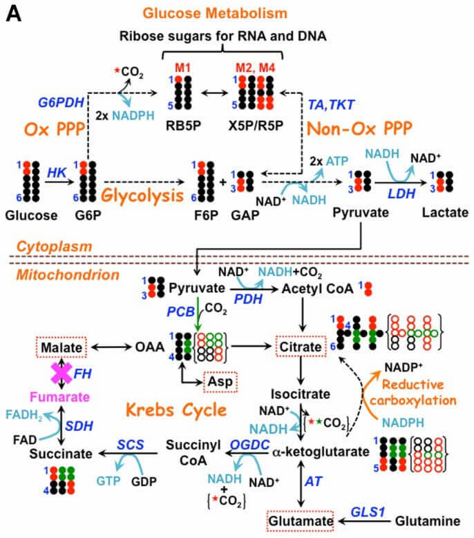 Panel A shows the atom-resolved fate of 50% [1,2-13C]-glucose through glycolysis and the pentose phosphate pathway.