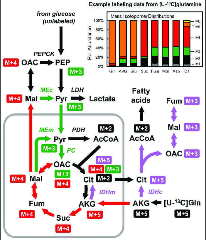 Panel A shows the atom-resolved fate of 50% [1,2-13C]-glutamine through glycolysis and the pentose phosphate pathway. 