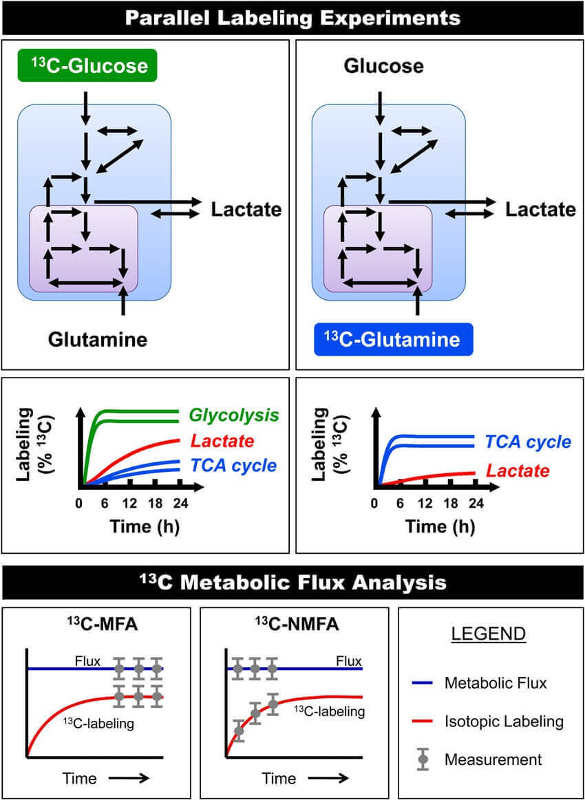 [U-13 C] Glutamine tracer experiments produce rich labeling patterns.