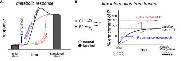 (A) Trajectories of metabolic response and information missed by steady-state measurements; (B) The trajectory of metabolite P enrichment. 